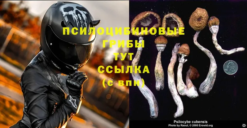 Галлюциногенные грибы Cubensis  Миллерово 